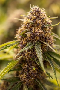coverPurple God Bud copy
